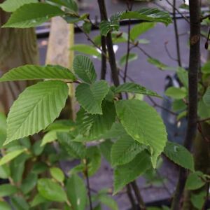 Carpinus betulus 'Frans Fontaine' 350-400 cm